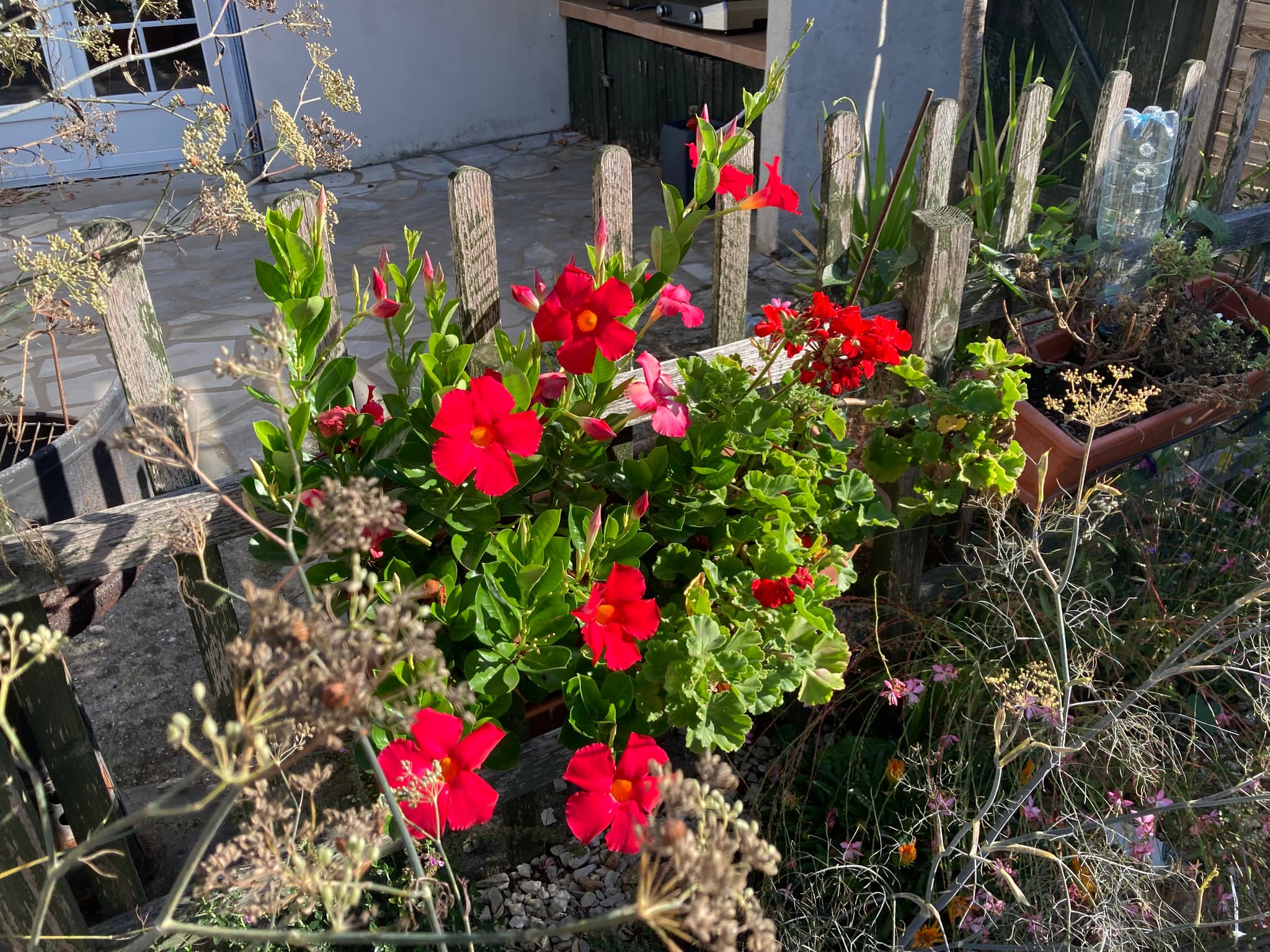 Le jardin 1