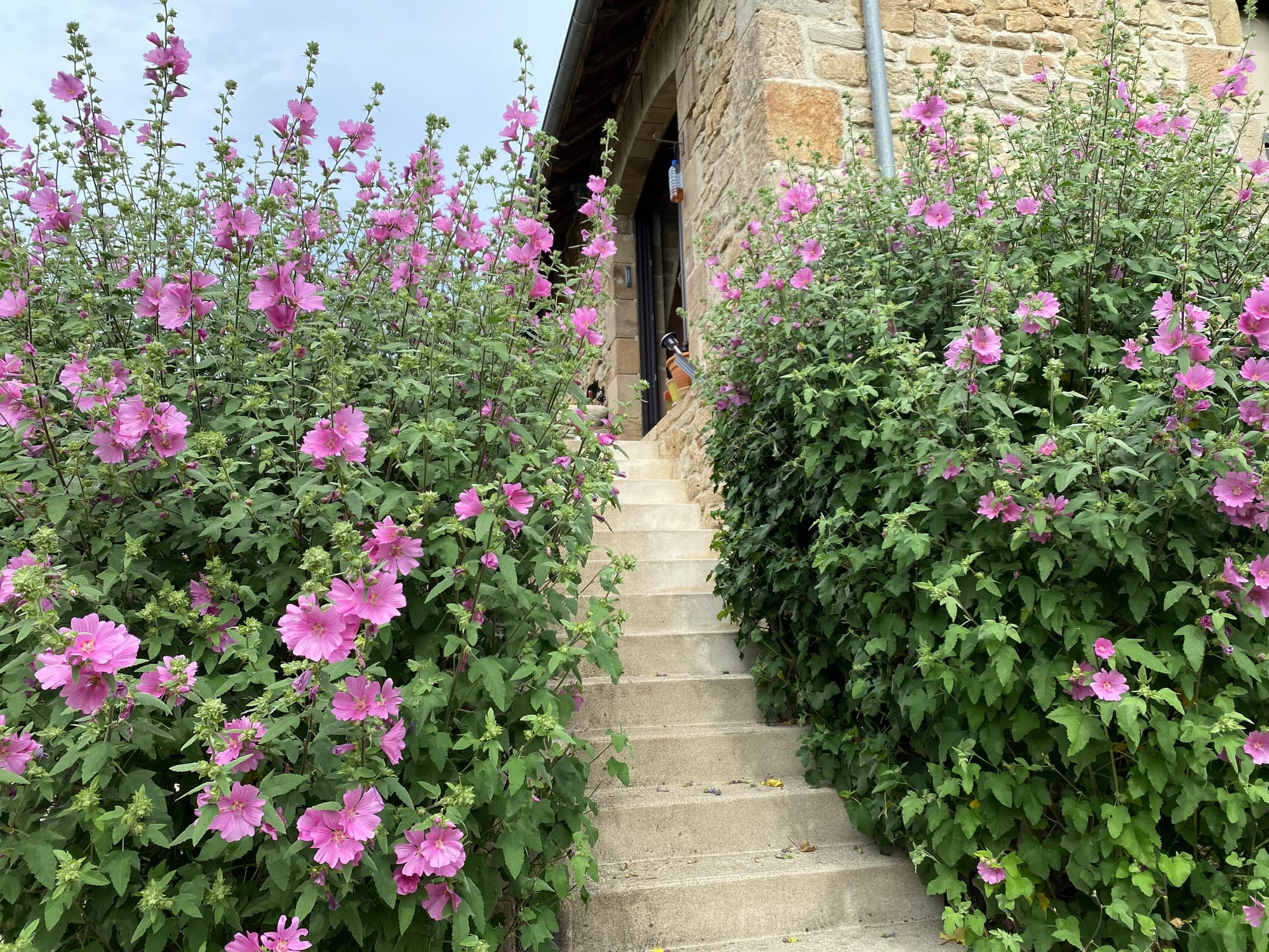 Les fleurs du jardin_12