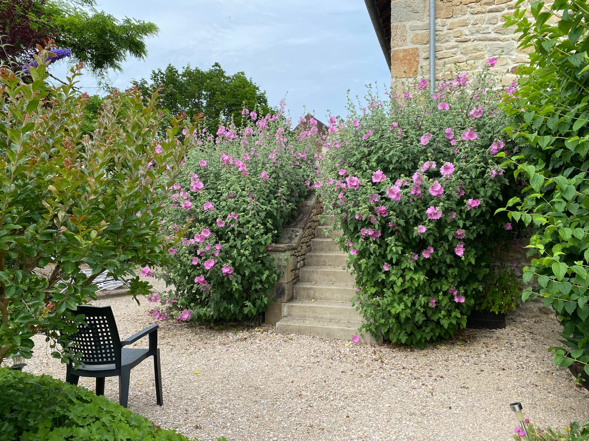 Les fleurs du jardin_11