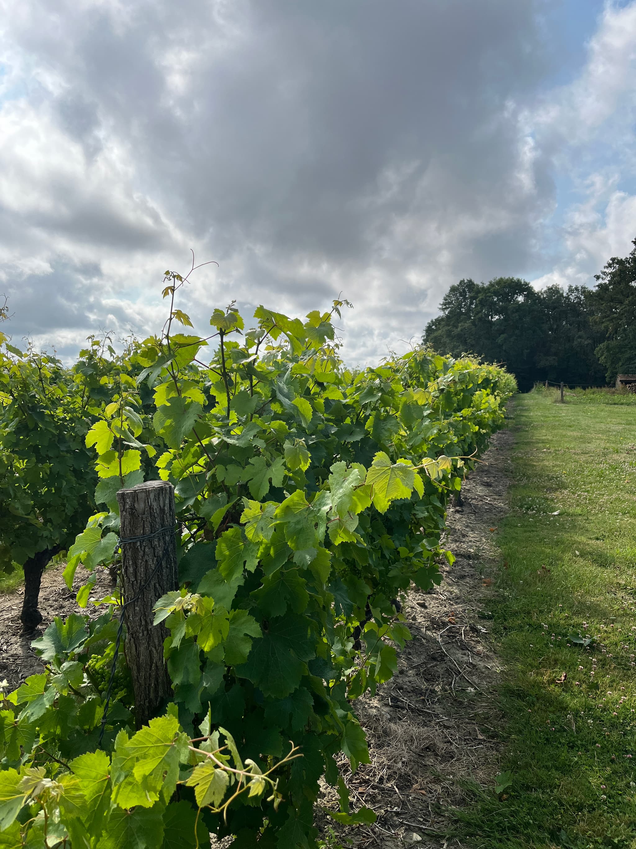 vignes