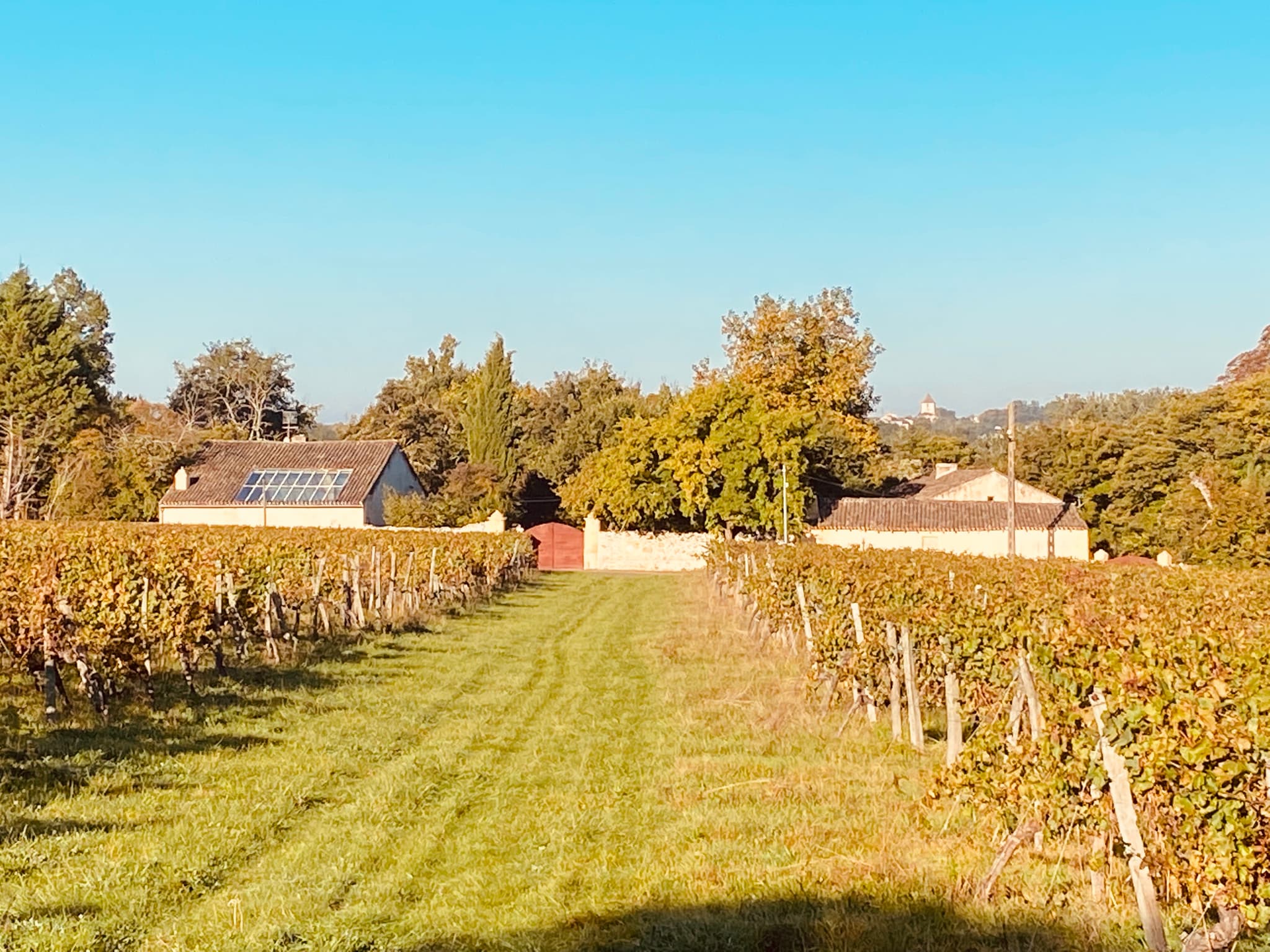 Clos Labellie vigne