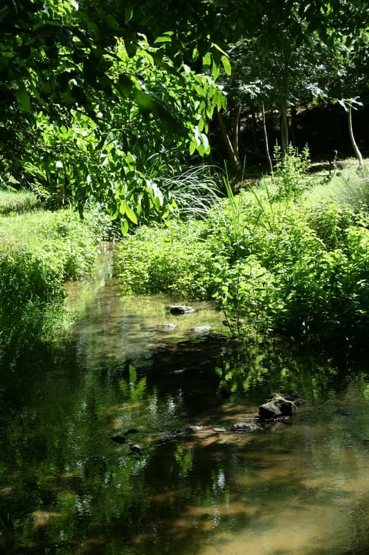 A fleur d'eau