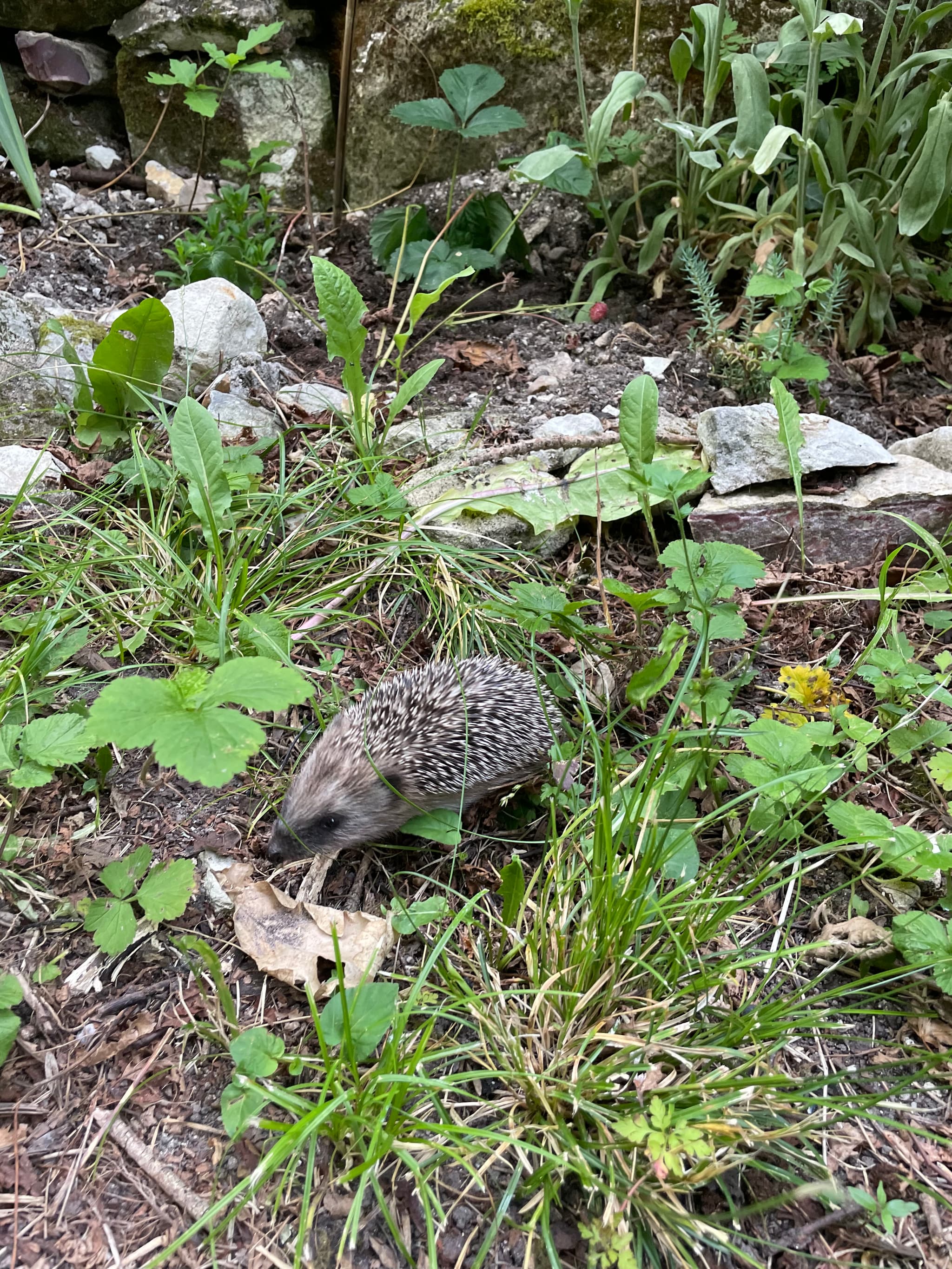 Petit hérisson venu rendre visite l'année dernière
