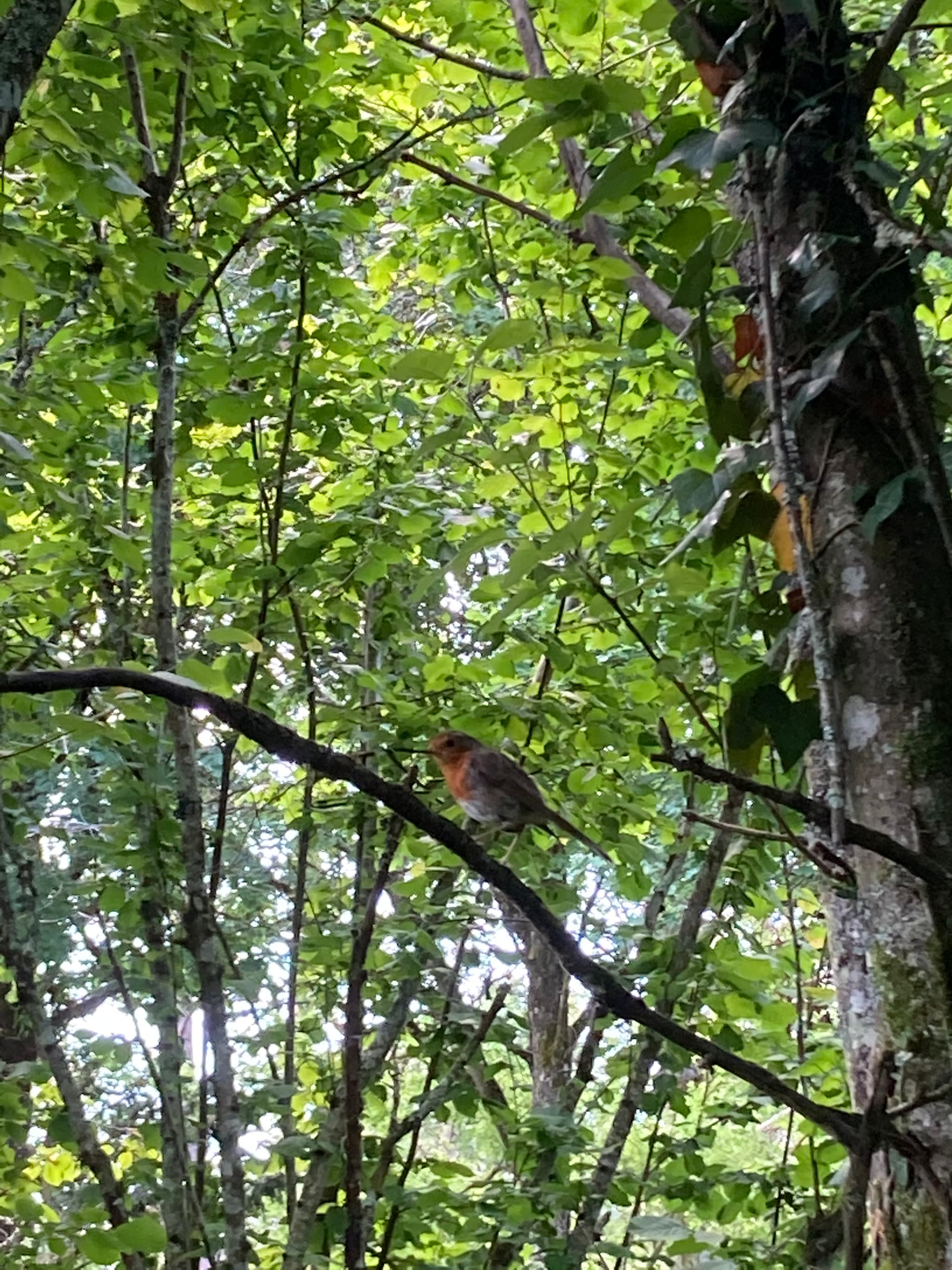 Petit rouge gorge qui vient régulièrement tenir compagnie
