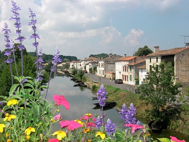 Coulon