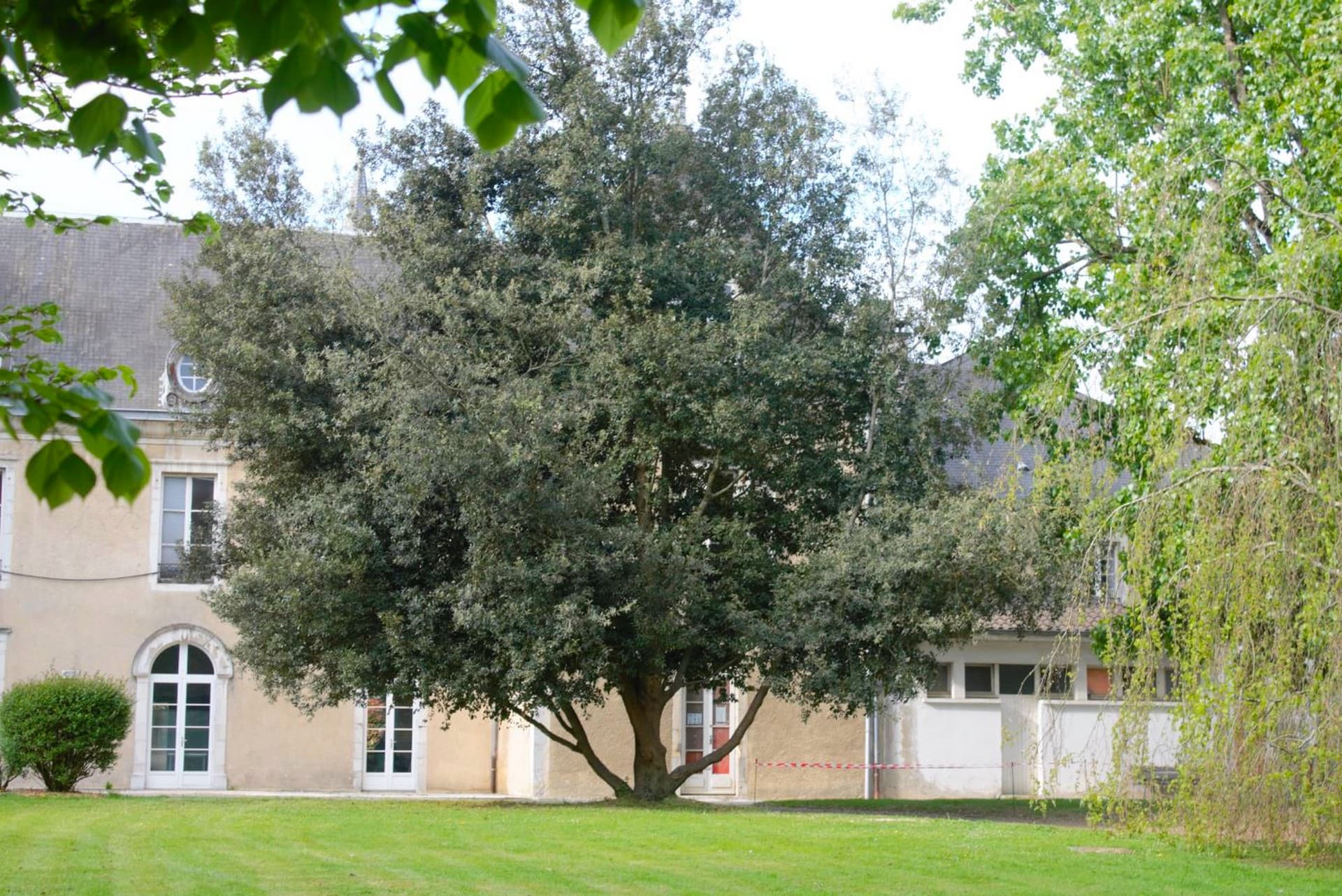 Arbres exceptionnels2