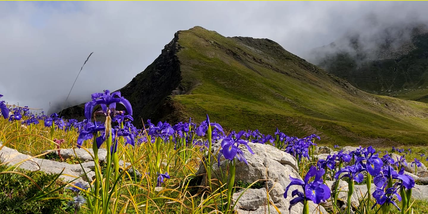 Observation de la flore : Iris des Pyrénées