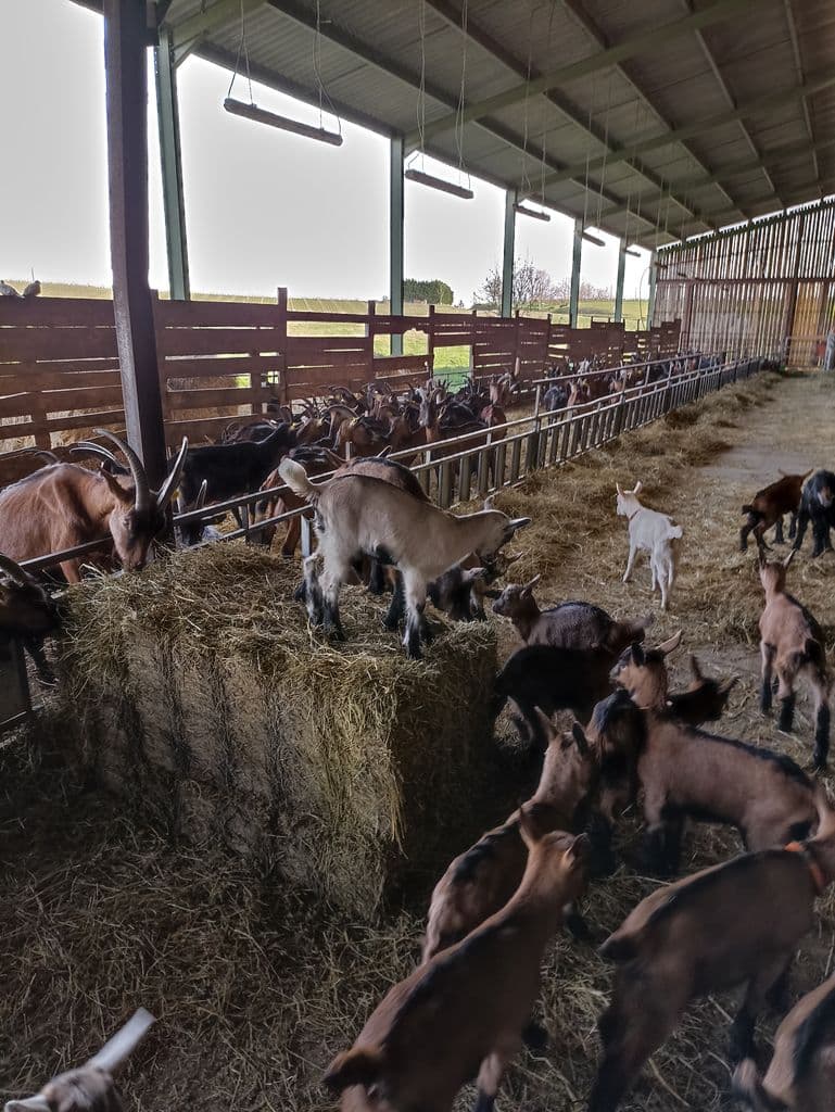 JEUX CHEVRE CHEVREAUX CHARMAT RIBAGNAC