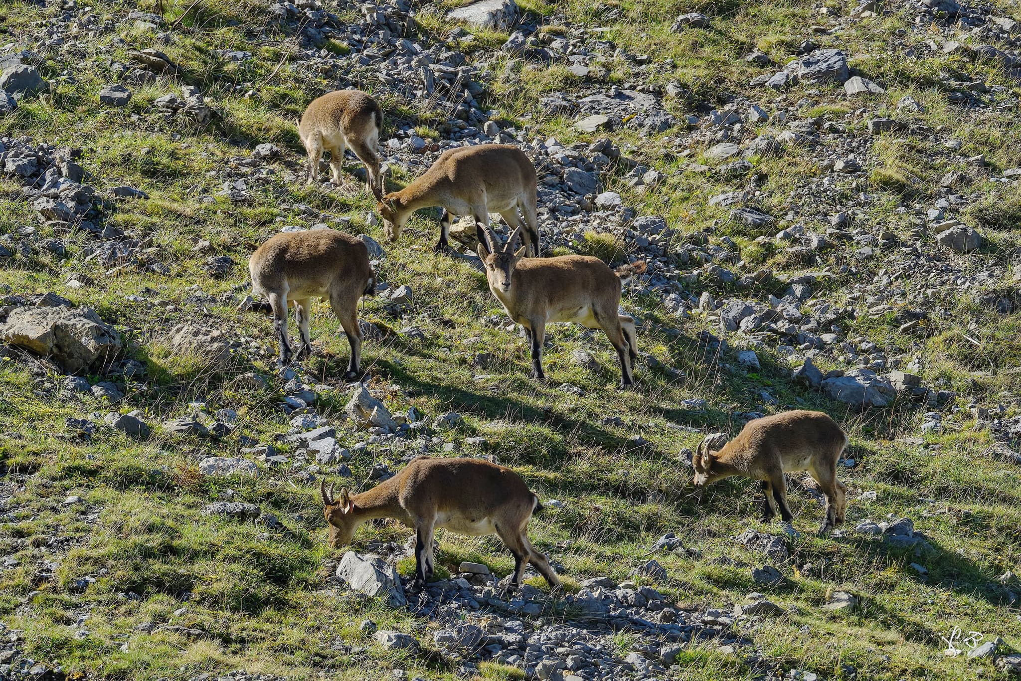 Sur les traces des bouquetins 3