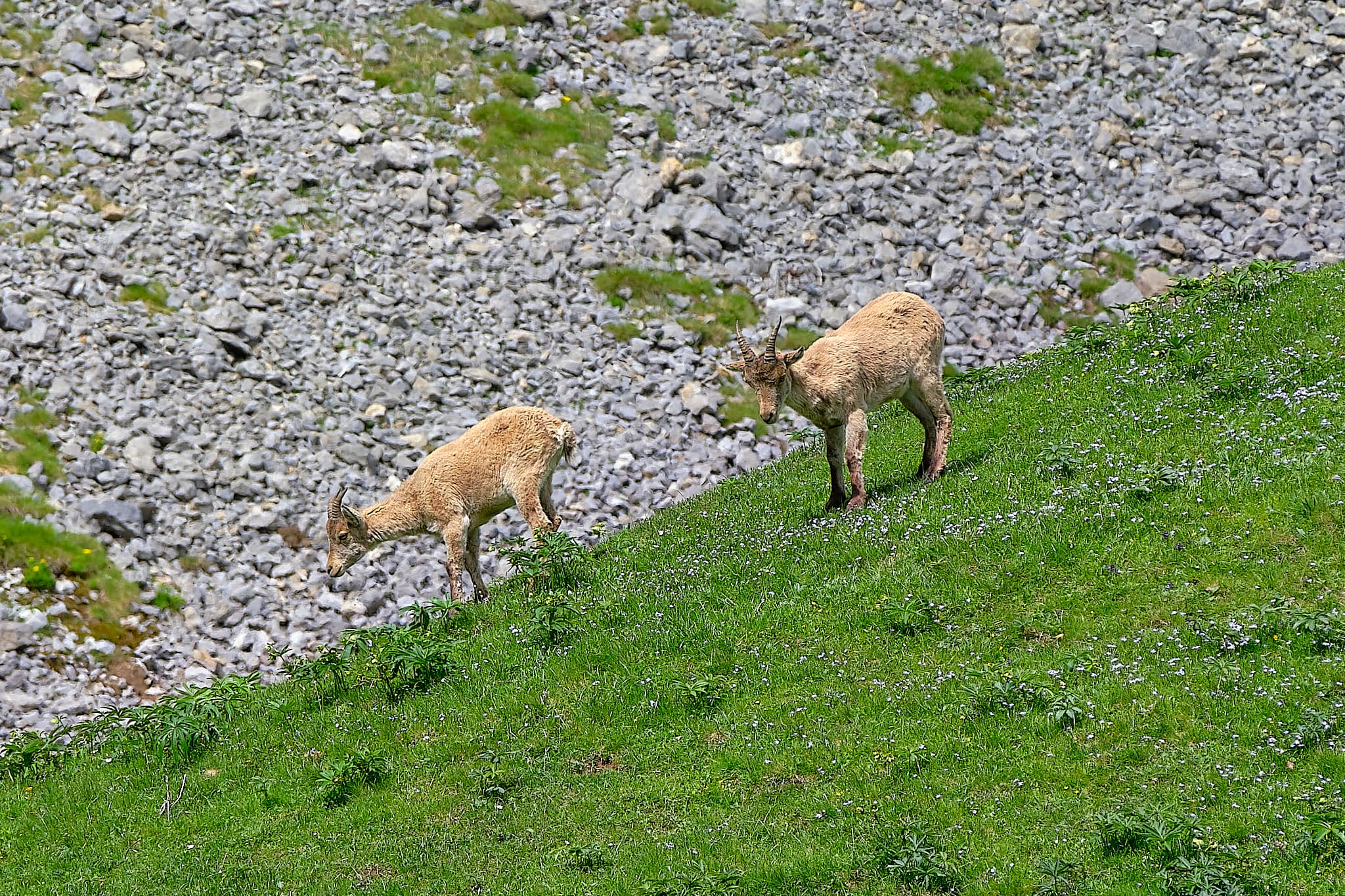 Sur les traces des bouquetins 2