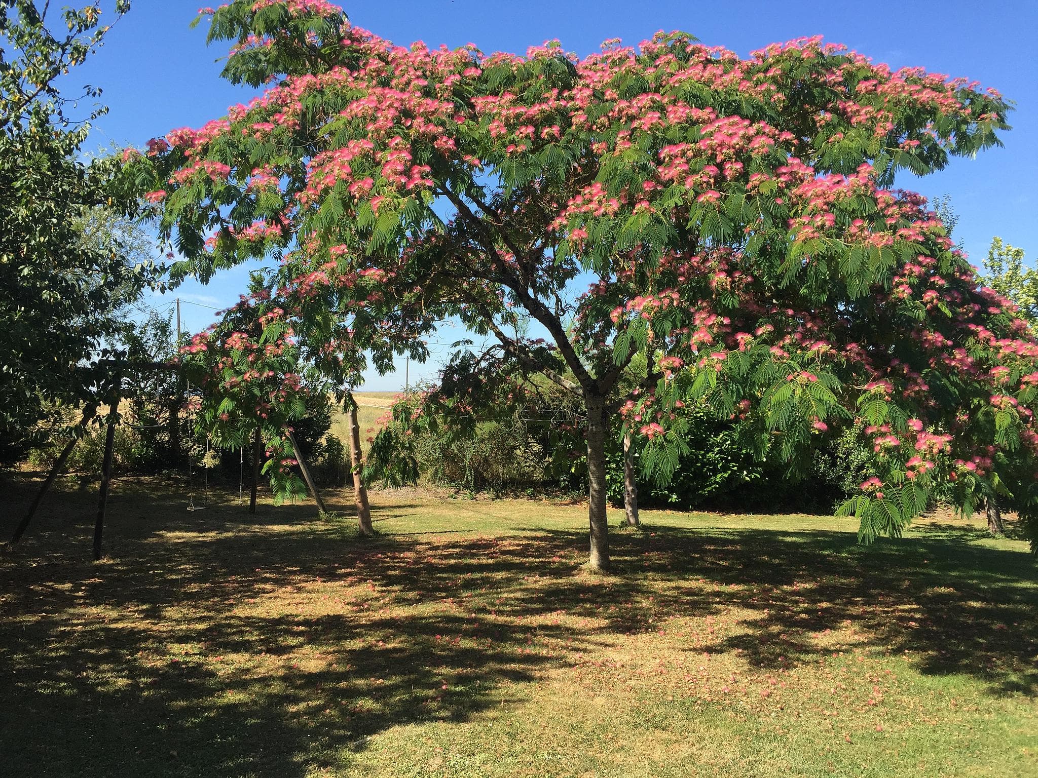 Jardin