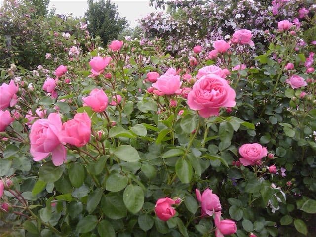 Jardin-Mireille-Lot-et-Garonne-pres-Duras-2020--11-