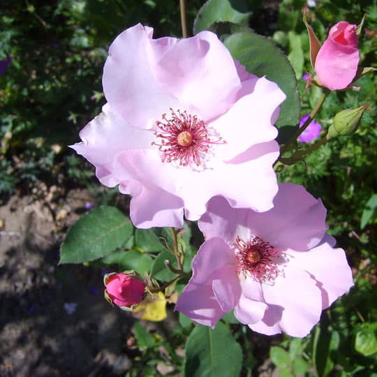 Jardin-Mireille-Lot-et-Garonne-pres-Duras-2020--22-