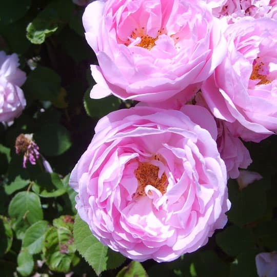 Jardin-Mireille-Lot-et-Garonne-pres-Duras-2020--23-