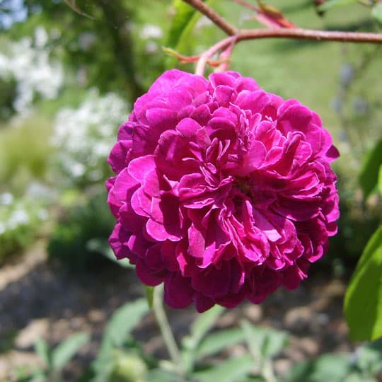 Jardin-Mireille-Lot-et-Garonne-pres-Duras-2020--24-