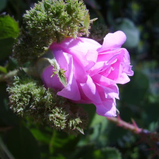 Jardin-Mireille-Lot-et-Garonne-pres-Duras-2020--25-