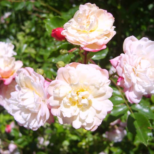Jardin-Mireille-Lot-et-Garonne-pres-Duras-2020--26-