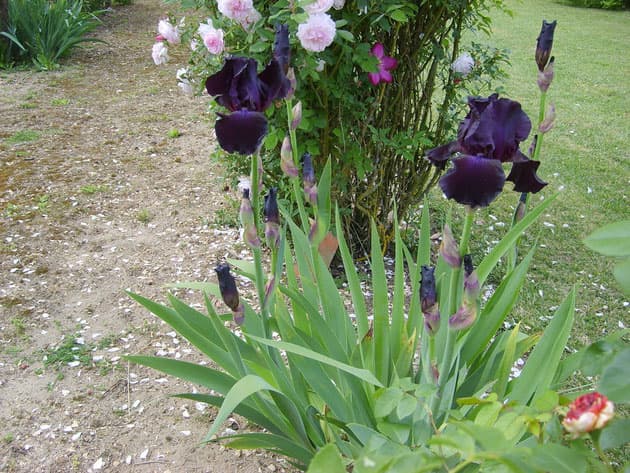 Jardin-Mireille-Lot-et-Garonne-pres-Duras-2020--29-