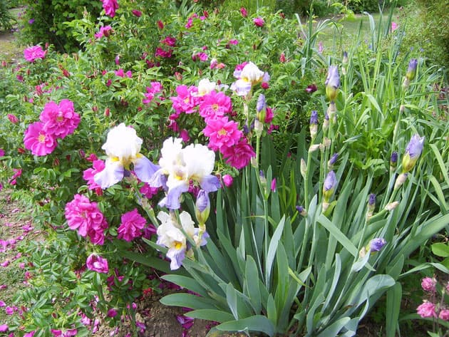Jardin-Mireille-Lot-et-Garonne-pres-Duras-2020--30-