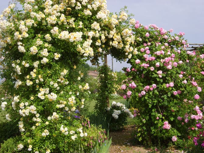 Jardin-Mireille-Lot-et-Garonne-pres-Duras-2020--8-