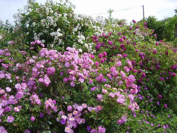 Jardin-Mireille-Lot-et-Garonne-pres-Duras-2020--9-