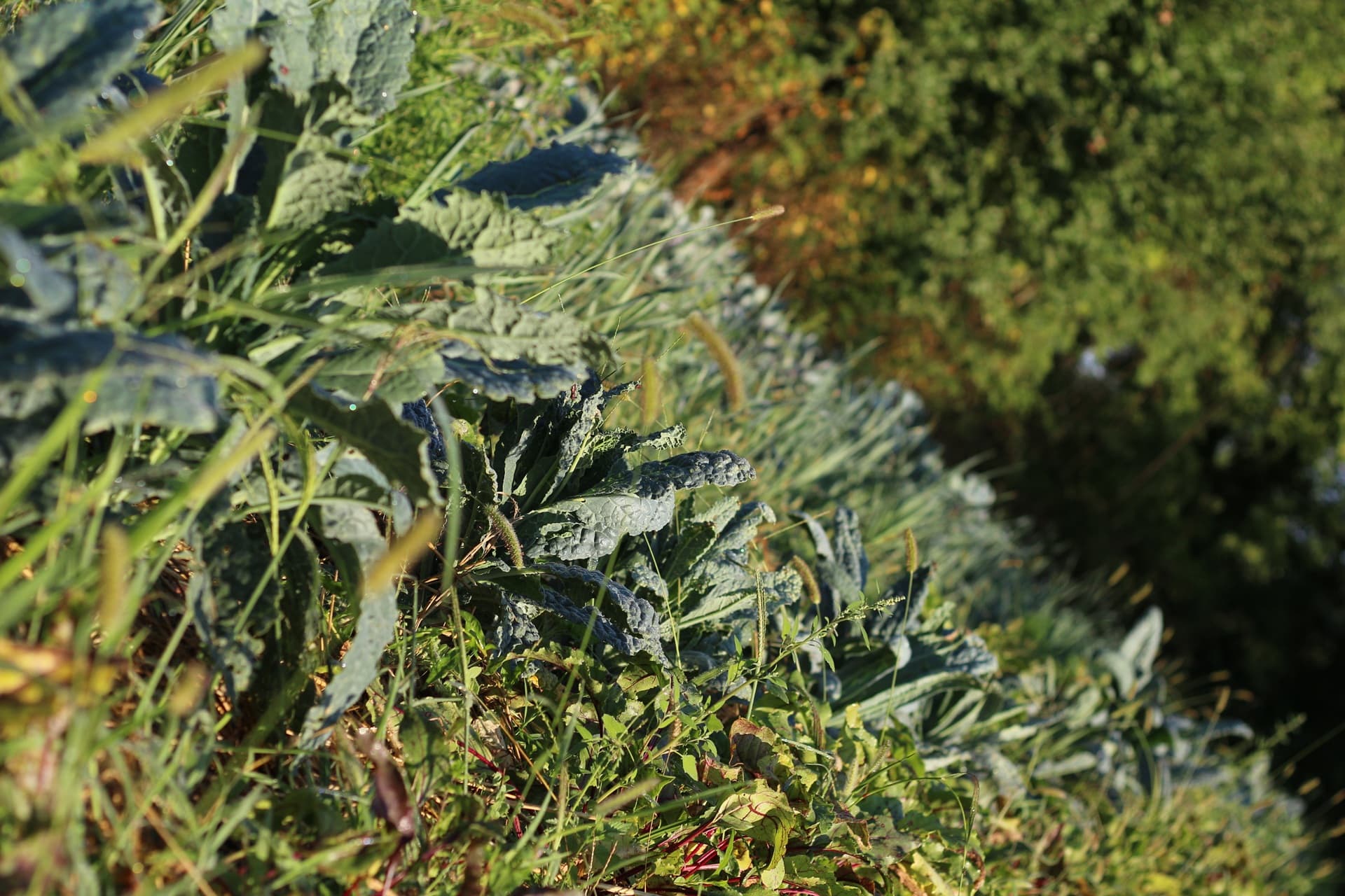 Jardin-bio-St-Martin