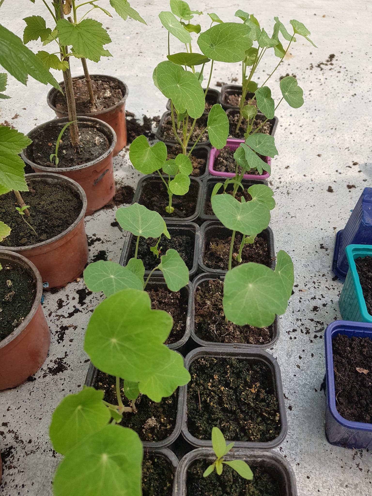 Jardin-bio-St-Martin-semis