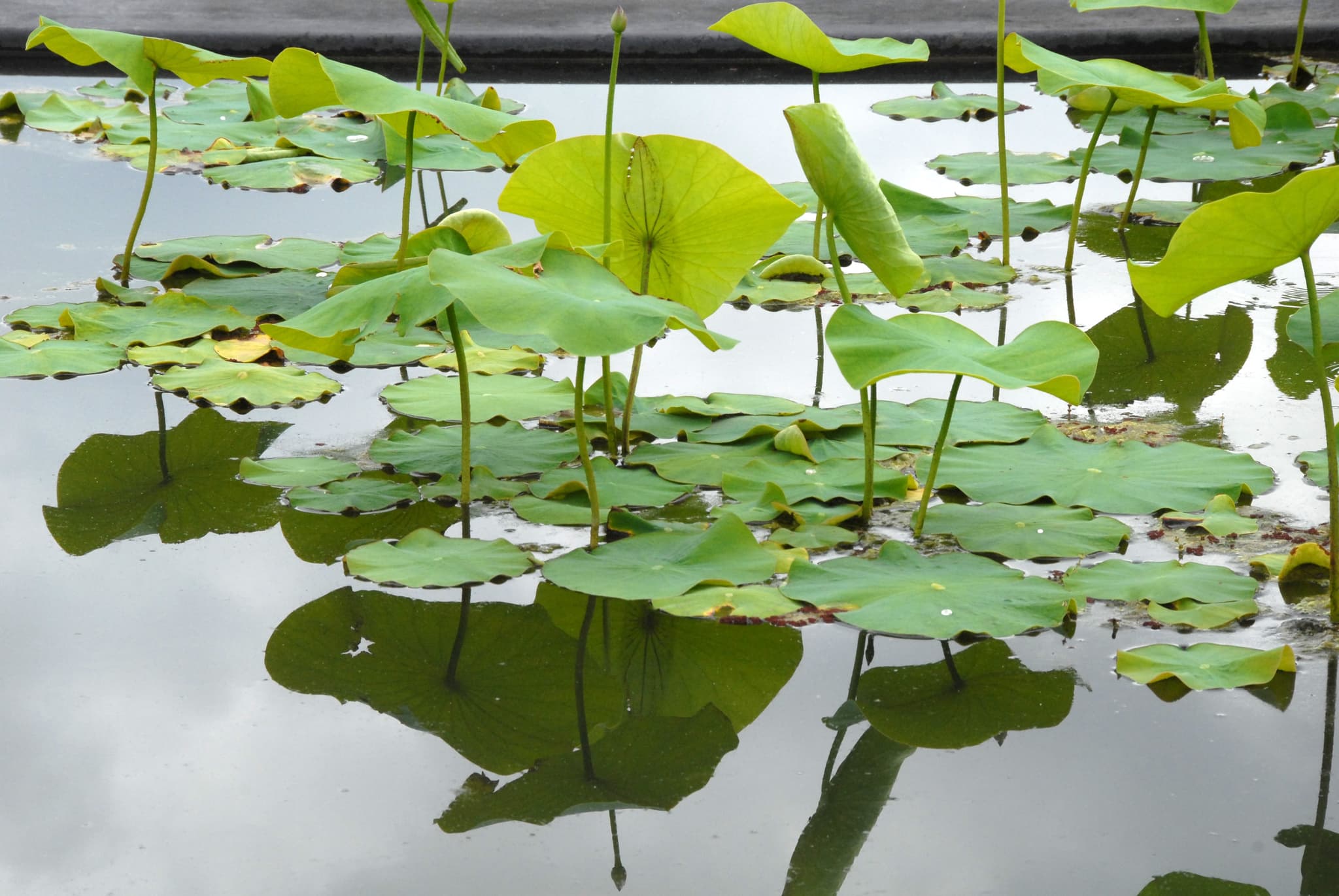 Jardin-botanique