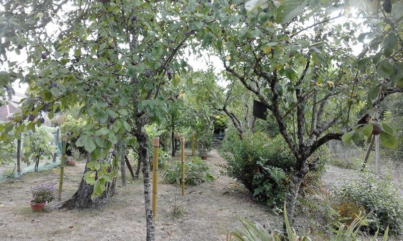 Jardin de bonsais 1