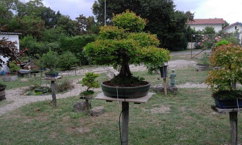Jardin de bonsais 2