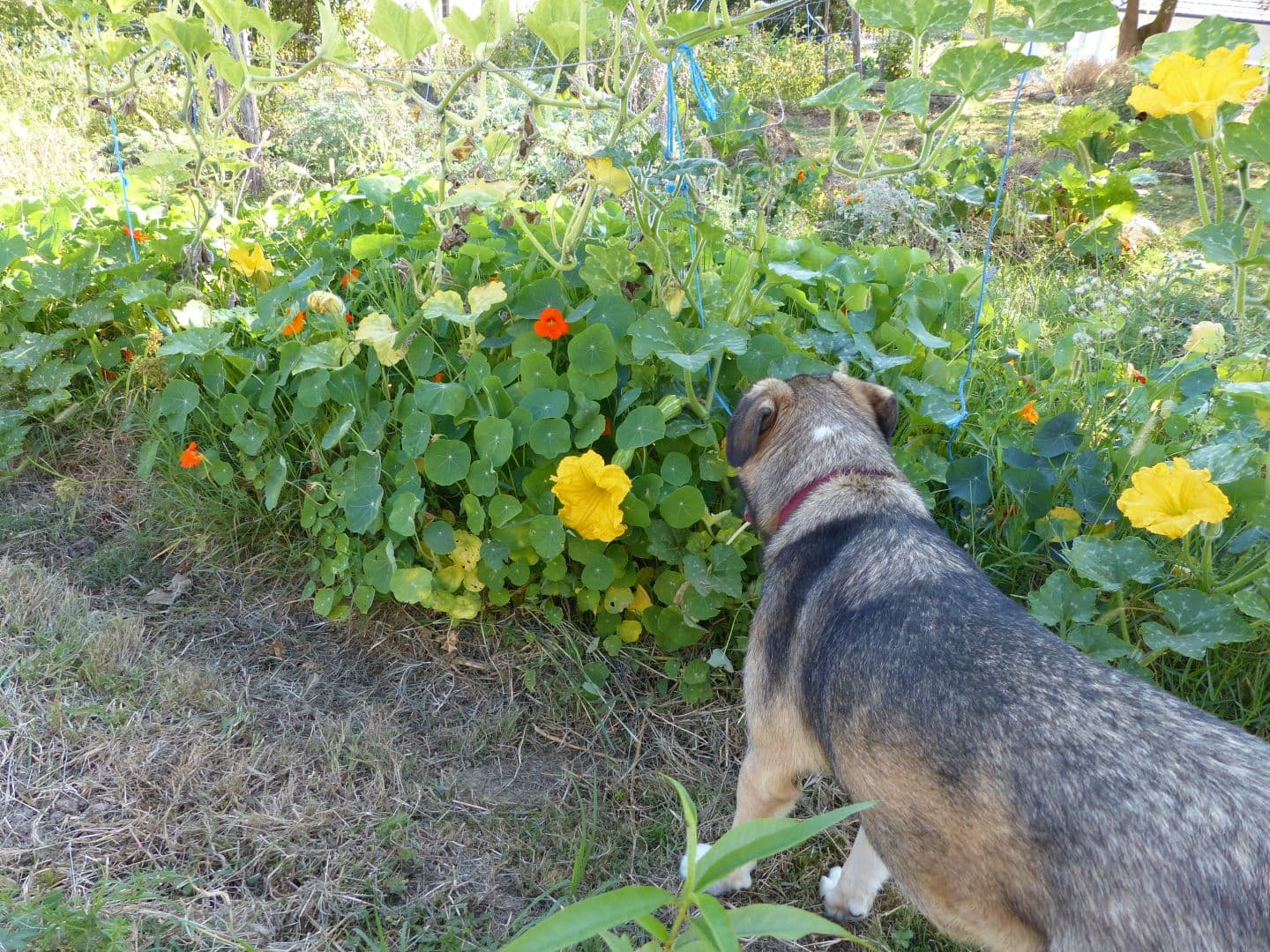 Jardin épicurien 5