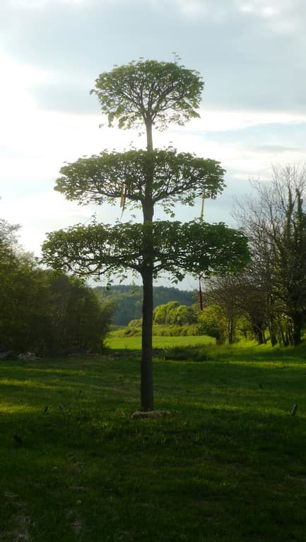 Jaure Tilleul à danser