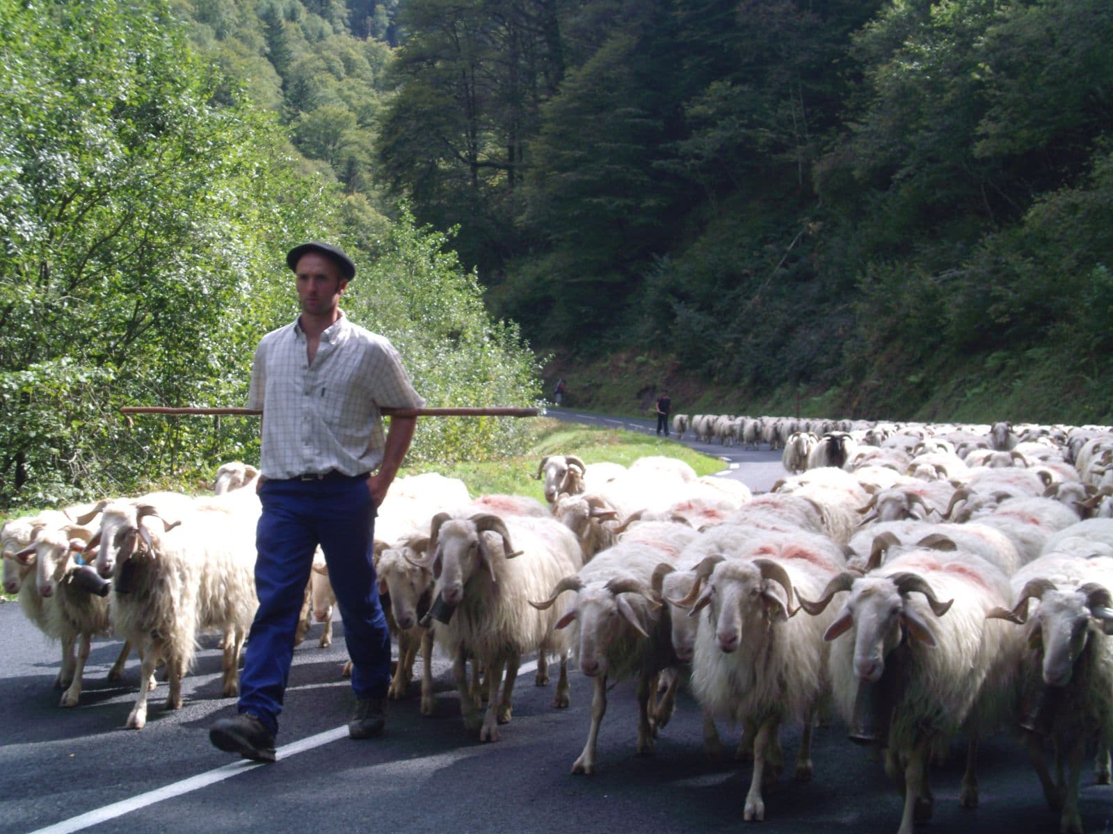 Transhumance du troupeau à La Pierre Saint-Martin