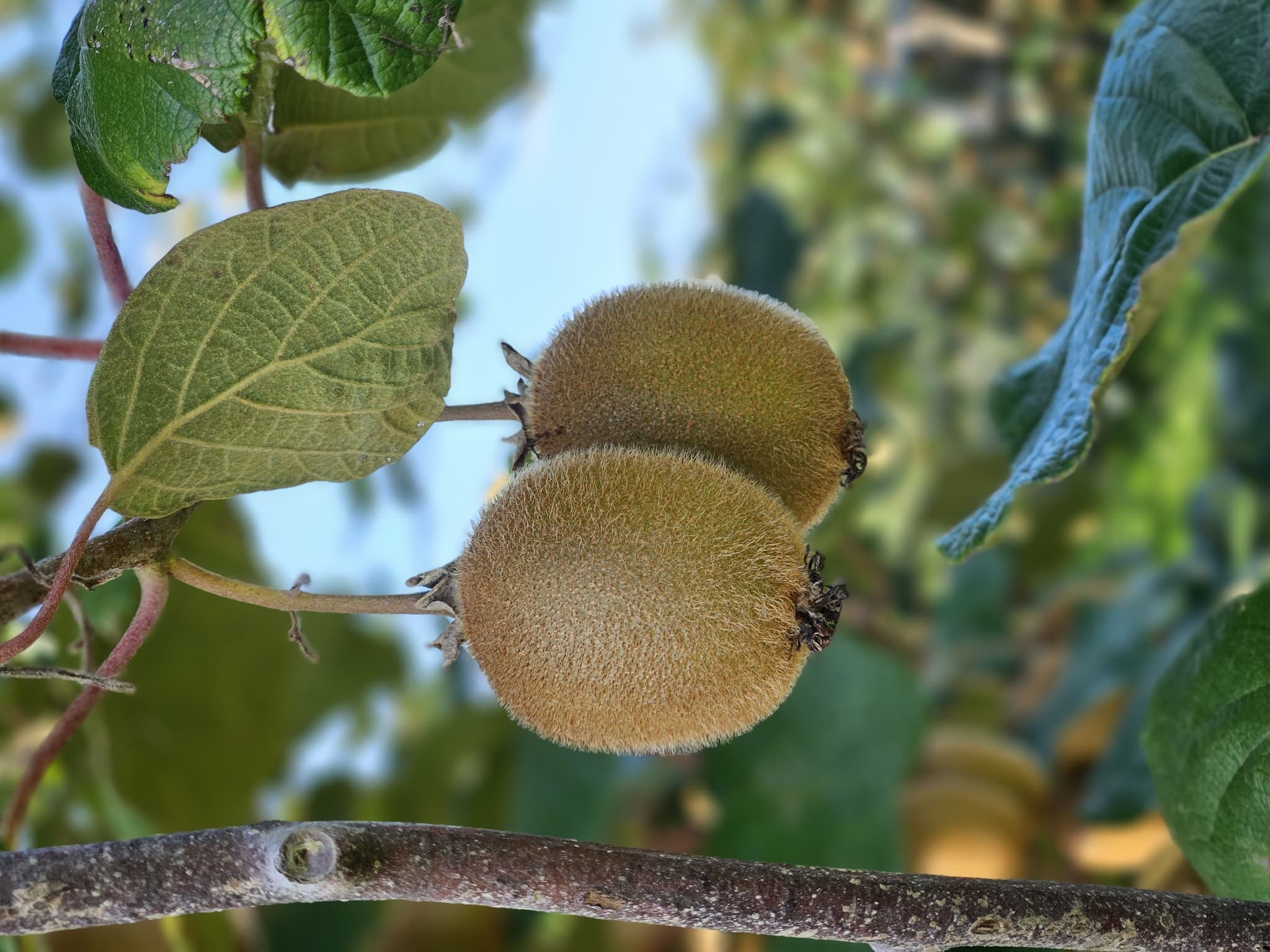 Kiwi04©OTVK