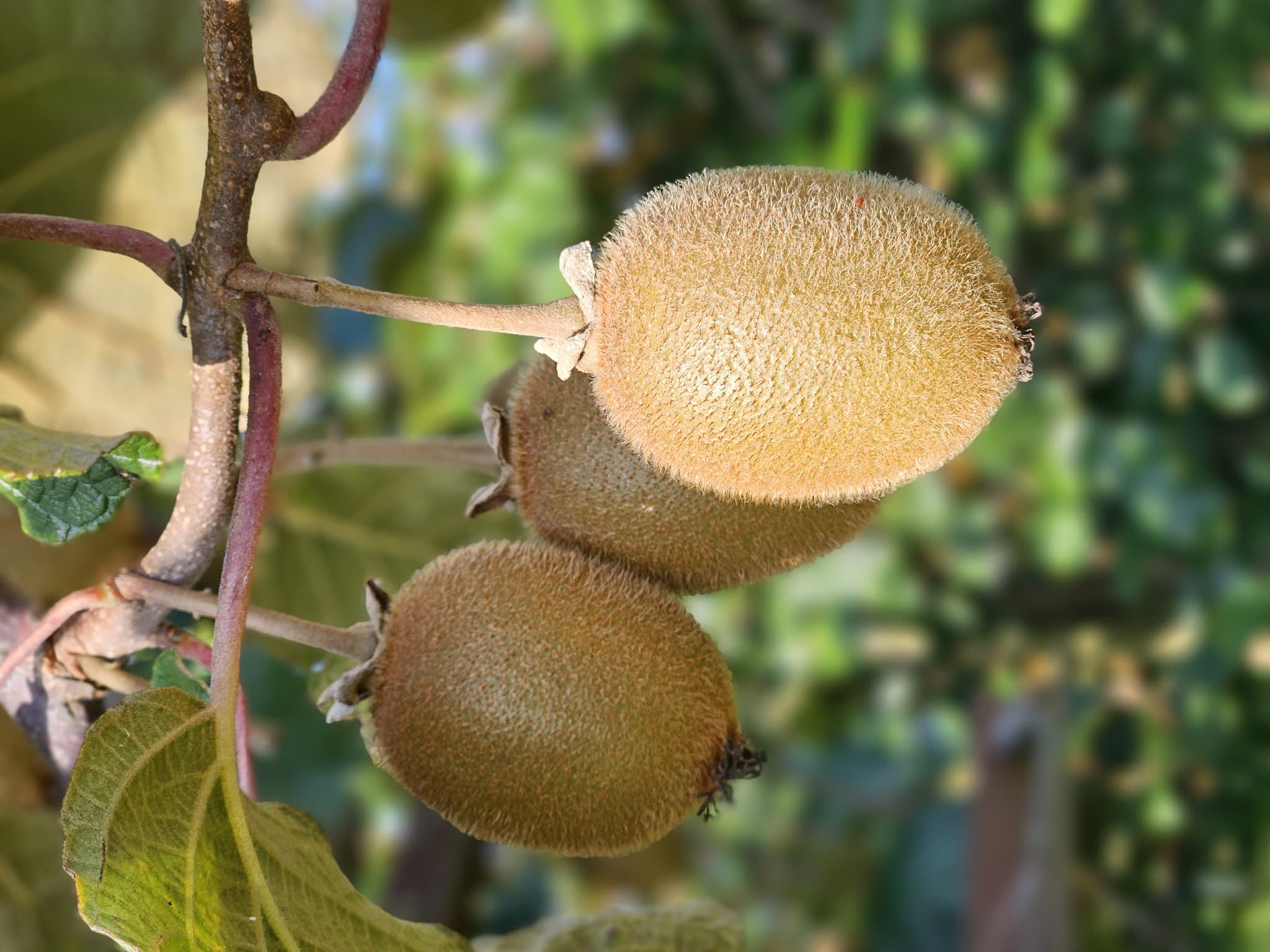 Kiwi07©OTVK