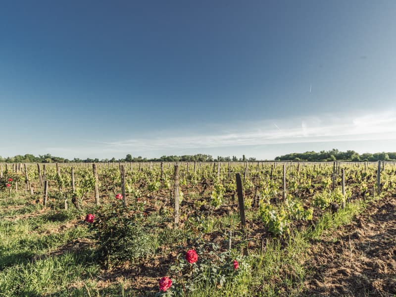 L-Ile-Margaux4