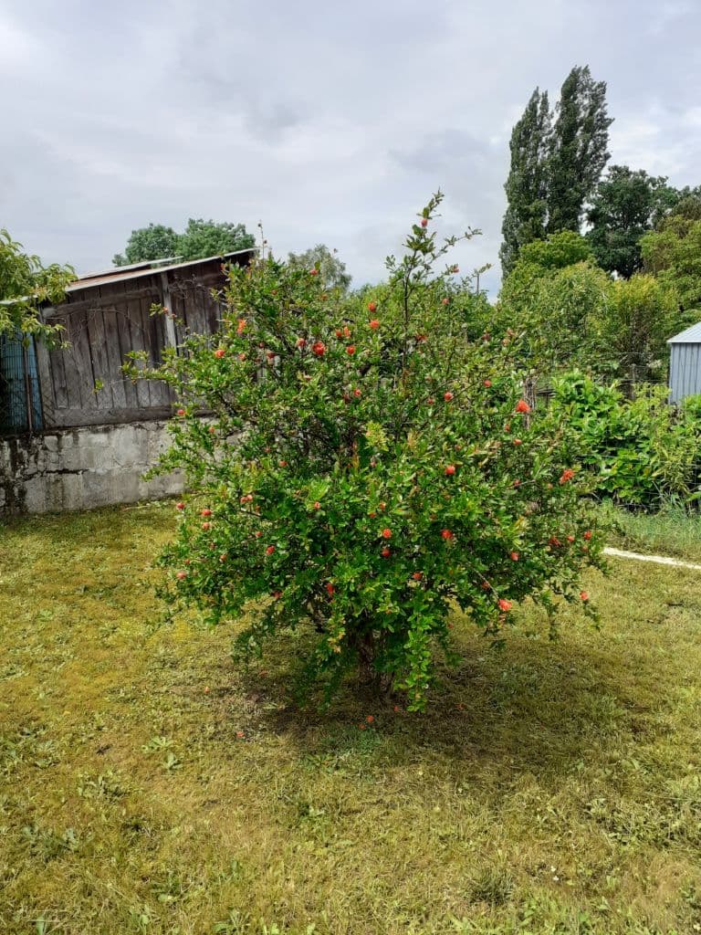L'arbre fleuri