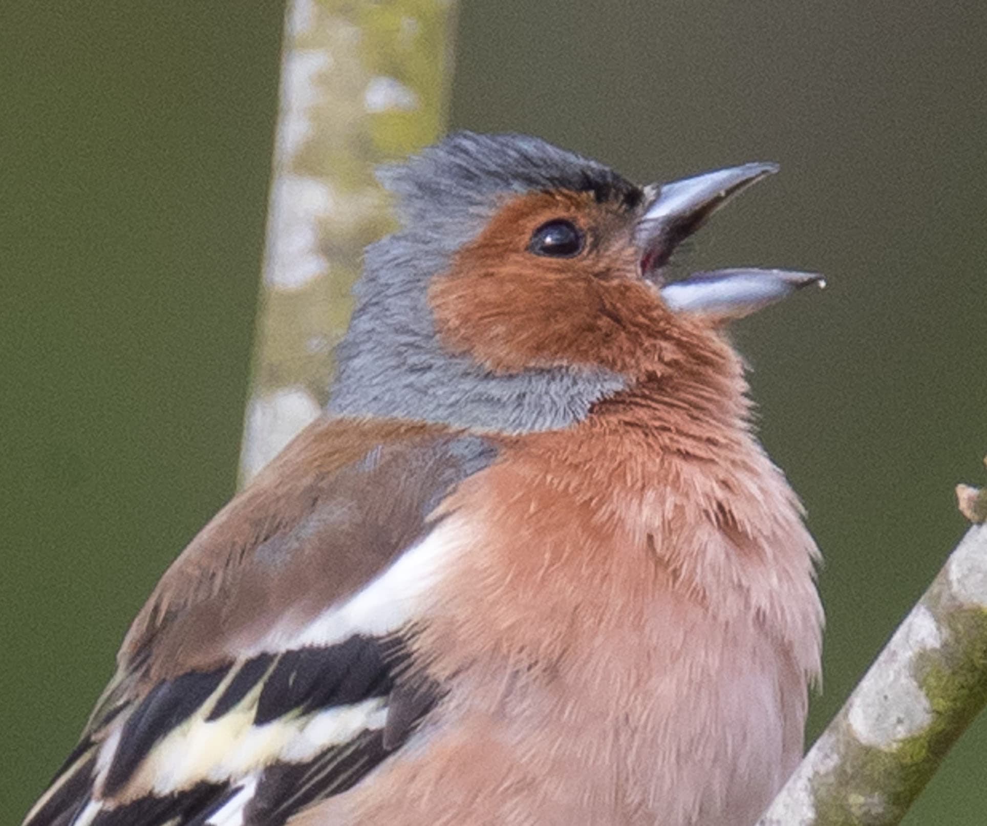 LES OISEAUX DE NOS CAMPAGNES_01