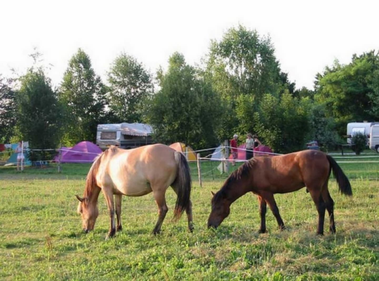 Camping Poublan Lo Casau - Artigueloutan - Ferme équestre