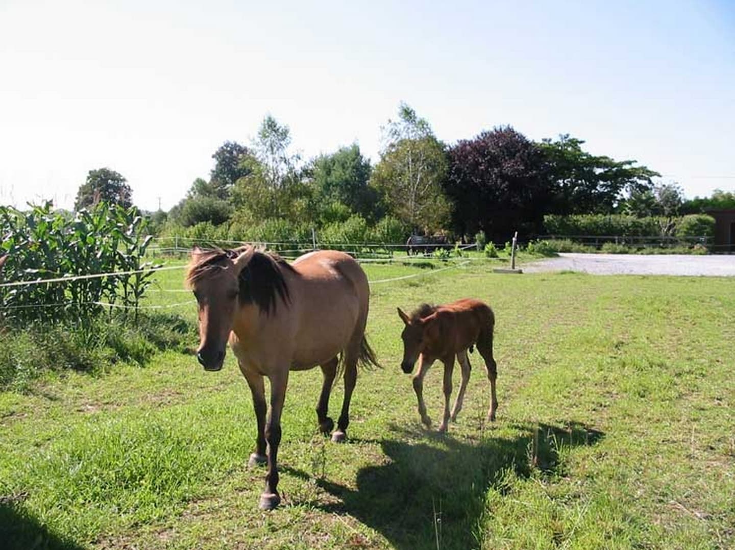 Ferme équestre Lo Casau - Artigueloutan - chevaux