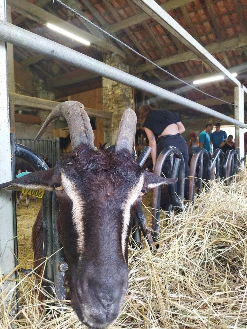 Périgord Inattendu - Accueil à la ferme, La Chèvre Coquine