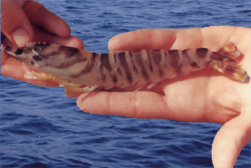 La Petite Canau5