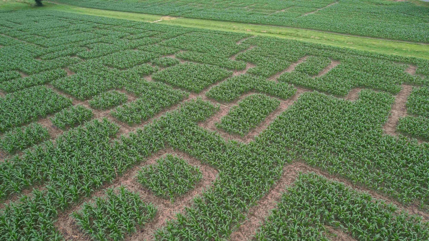 Périgord Inattendu - Labyrinthe de mais à Vendoire