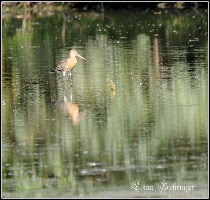 Lac Lescouroux Soumensac La Sauvetat