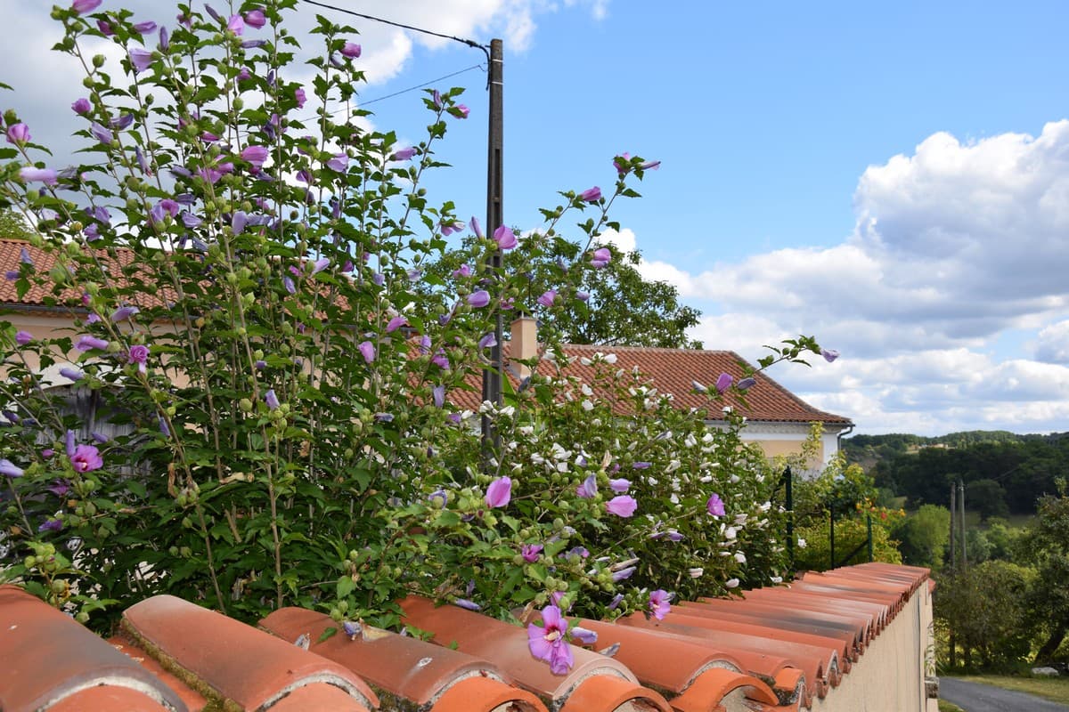 Logis-de-Marthe-Jardin fleuri