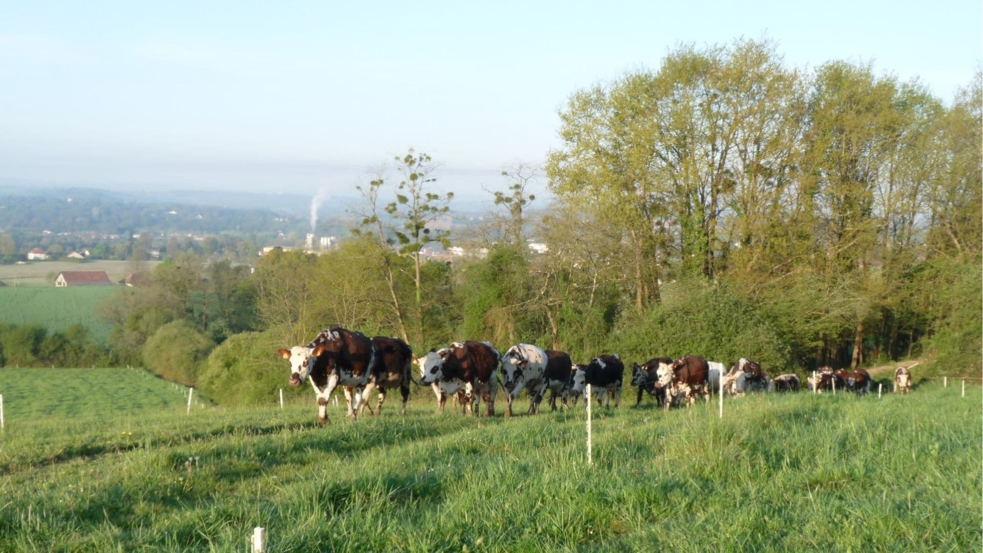 Lait Ptits Béarnais