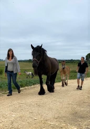Lait-trait-caro-cheval