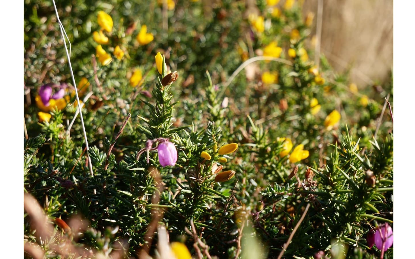 Landes ajoncs