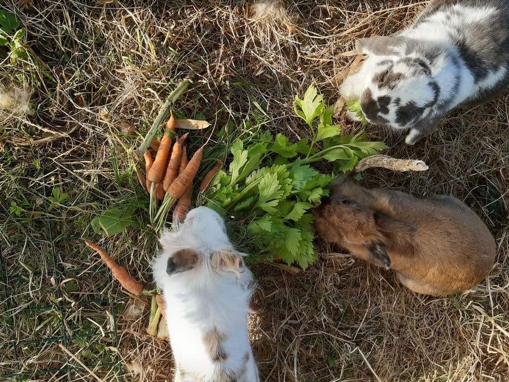 Lapins - ferme à Roulettes