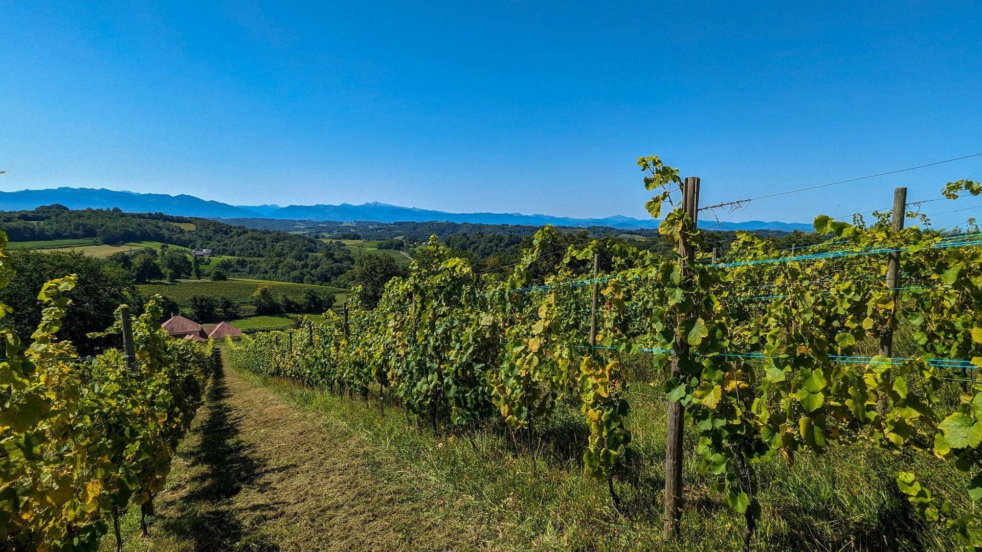 Le Dome - vignes